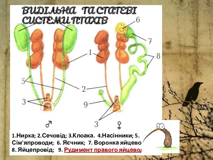 ВИДІЛЬНА ТА СТАТЕВІ СИСТЕМИ ПТАХІВ 1.Нирка; 2.Сечовід; 3.Клоака. 4.Насінники; 5.Сім'япроводи;