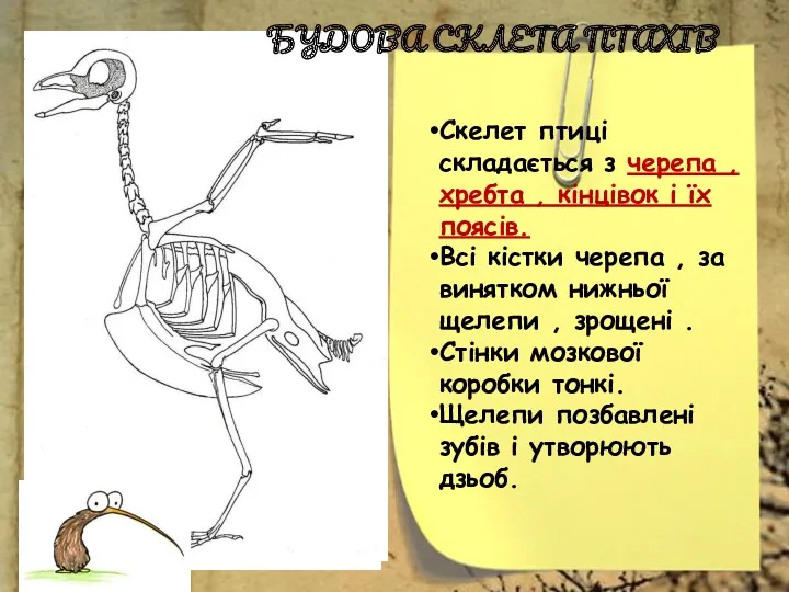 Скелет птиці складається з черепа , хребта , кінцівок і