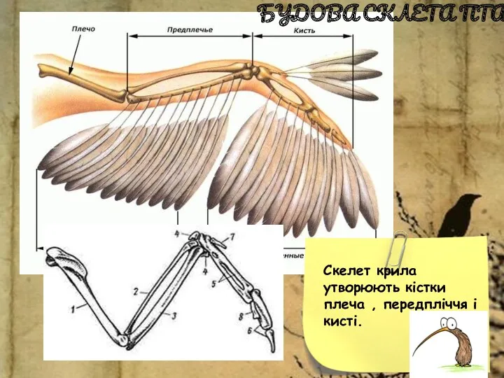 Скелет крила утворюють кістки плеча , передпліччя і кисті. БУДОВА СКЛЕТА ПТАХІВ