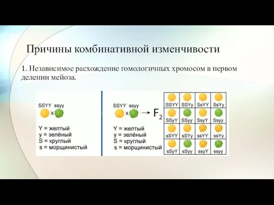 Причины комбинативной изменчивости 1. Независимое расхождение гомологичных хромосом в первом делении мейоза.