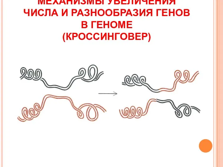 МЕХАНИЗМЫ УВЕЛИЧЕНИЯ ЧИСЛА И РАЗНООБРАЗИЯ ГЕНОВ В ГЕНОМЕ (КРОССИНГОВЕР)