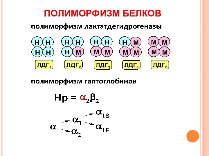 ПОЛИМОРФИЗМ БЕЛКОВ