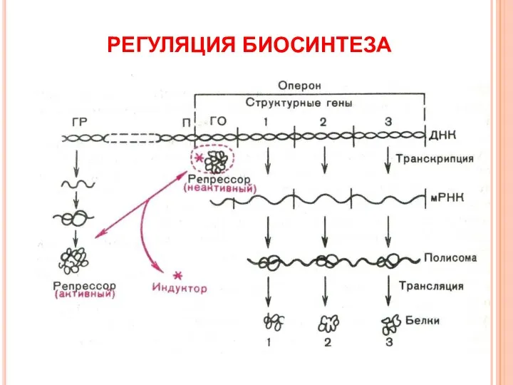 РЕГУЛЯЦИЯ БИОСИНТЕЗА