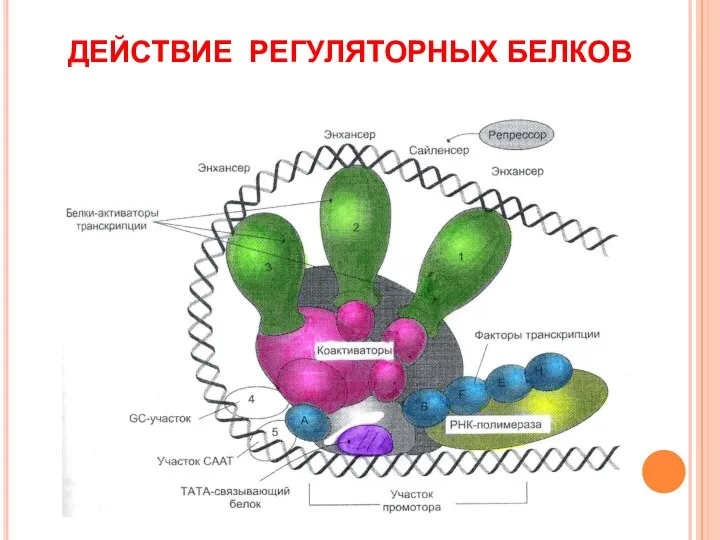 ДЕЙСТВИЕ РЕГУЛЯТОРНЫХ БЕЛКОВ