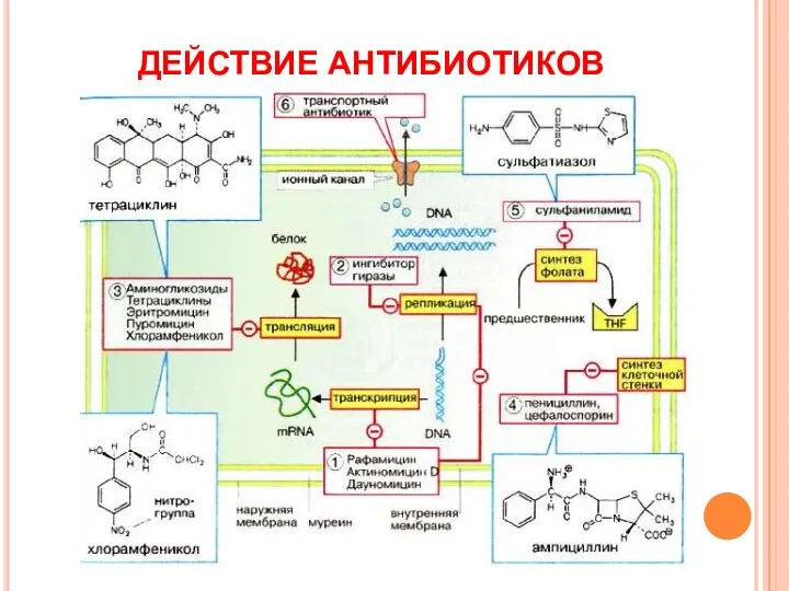 ДЕЙСТВИЕ АНТИБИОТИКОВ