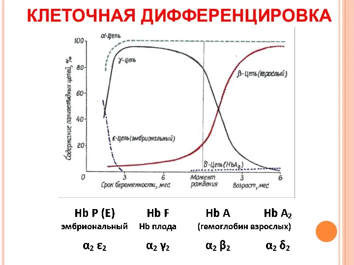 КЛЕТОЧНАЯ ДИФФЕРЕНЦИРОВКА