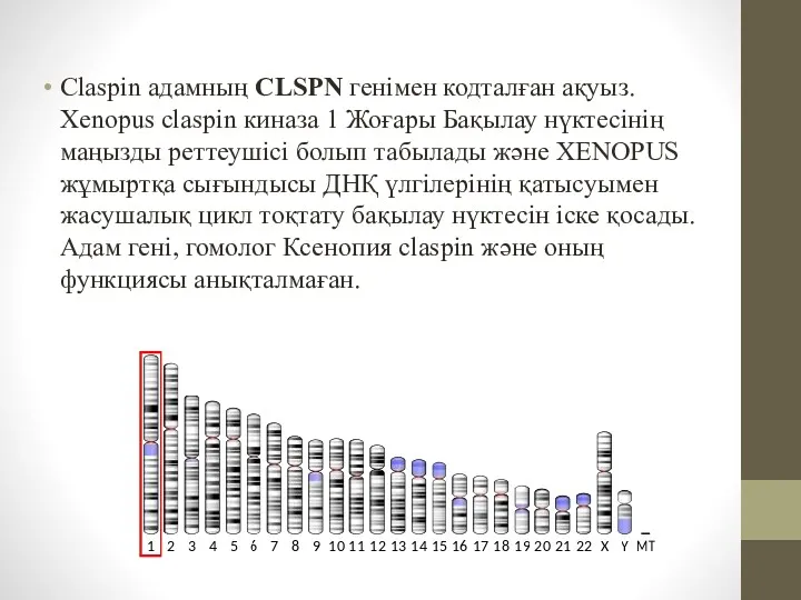 Сlaspin адамның CLSPN генімен кодталған ақуыз. Xenopus claspin киназа 1