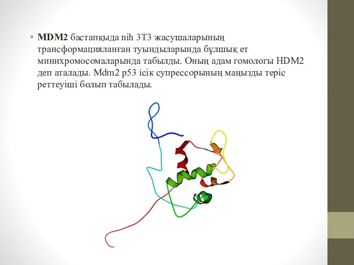 MDM2 бастапқыда nih 3T3 жасушаларының трансформацияланған туындыларында бұлшық ет минихромосомаларында
