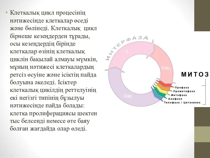 Клеткалық цикл процесінің нәтижесінде клеткалар өседі және бөлінеді. Клеткалық цикл