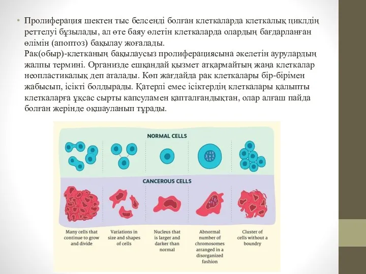 Пролиферация шектен тыс белсенді болған клеткаларда клеткалық циклдің реттелуі бұзылады,