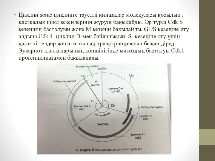 Циклин және циклинге тәуелді киназалар молекуласы қосылып , клеткалық цикл