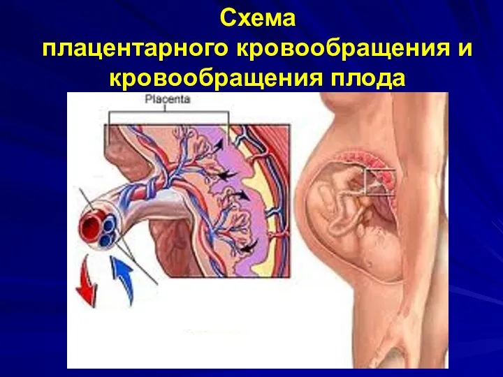 Схема плацентарного кровообращения и кровообращения плода