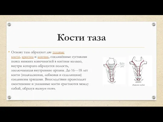 Кости таза Основу таза образуют две тазовые кости, крестец и копчик, соединённые суставами