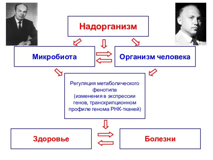 Надорганизм Микробиота Организм человека Регуляция метаболического фенотипа (изменения в экспрессии