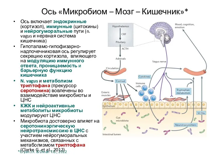 Ось «Микробиом – Мозг – Кишечник»* Ось включает эндокринные (кортизол),