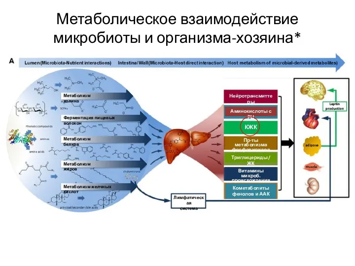 Метаболическое взаимодействие микробиоты и организма-хозяина* *Holmes E, Li JV, Marchesi