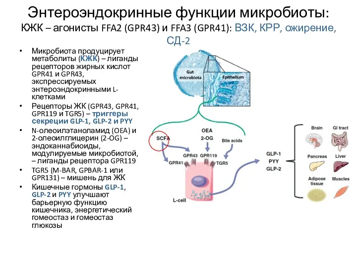 Энтероэндокринные функции микробиоты: КЖК – агонисты FFA2 (GPR43) и FFA3