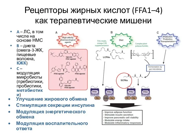 Рецепторы жирных кислот (FFA1–4) как терапевтические мишени A – ЛС,