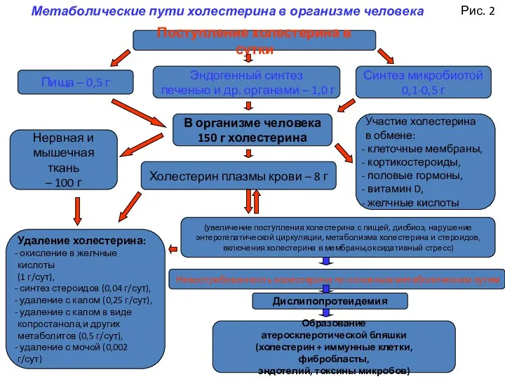 Поступление холестерина в сутки Метаболические пути холестерина в организме человека