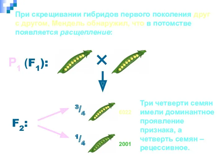 При скрещивании гибридов первого поколения друг с другом, Мендель обнаружил,