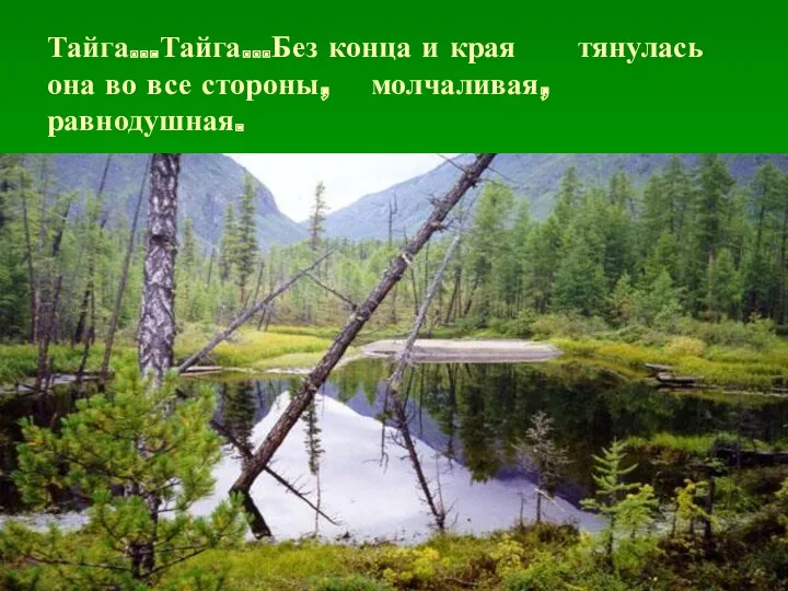 Тайга…Тайга…Без конца и края тянулась она во все стороны, молчаливая, равнодушная.