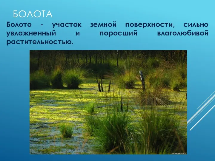 БОЛОТА Болото - участок земной поверхности, сильно увлажненный и поросший влаголюбивой растительностью.