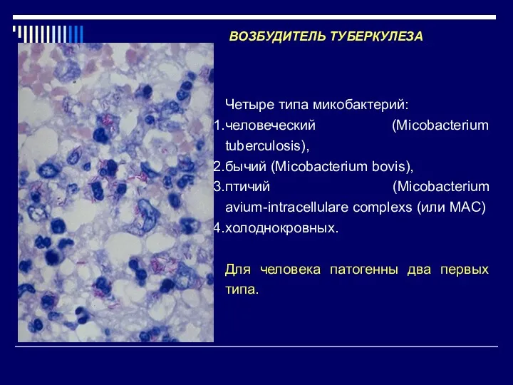 ВОЗБУДИТЕЛЬ ТУБЕРКУЛЕЗА Четыре типа микобактерий: человеческий (Micobacterium tuberculosis), бычий (Micobacterium