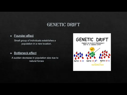 Genetic drift Founder effect Small group of individuals establishes a