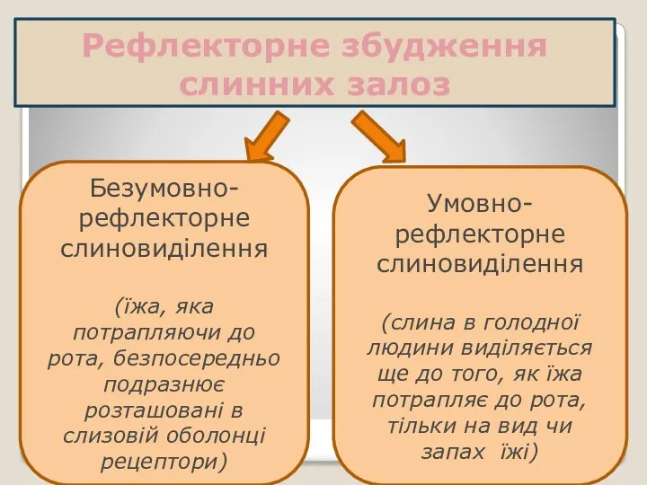 Рефлекторне збудження слинних залоз Безумовно-рефлекторне слиновиділення (їжа, яка потрапляючи до