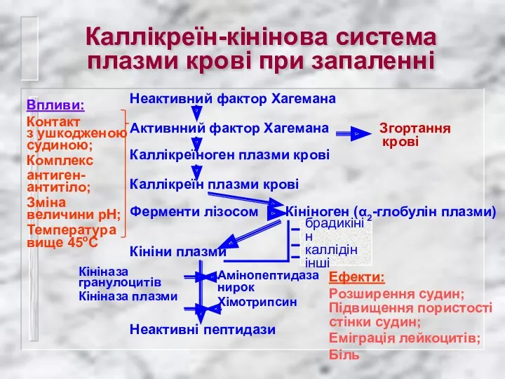 Каллікреїн-кінінова система плазми крові при запаленні Неактивний фактор Хагемана Активнний