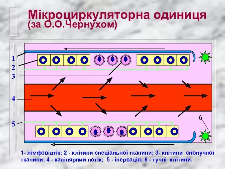 Мікроциркуляторна одиниця (за О.О.Чернухом) 6 1- лімфовідтік; 2 - клітини