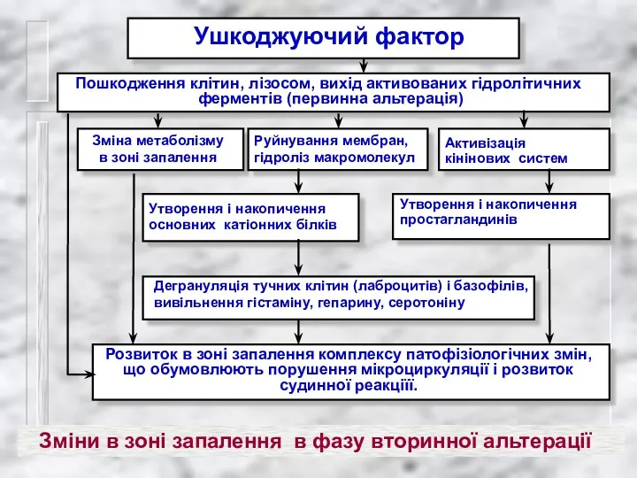 Ушкоджуючий фактор Пошкодження клітин, лізосом, вихід активованих гідролітичних ферментів (первинна