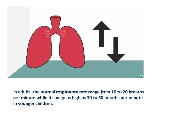 In adults, the normal respiratory rate range from 10 to
