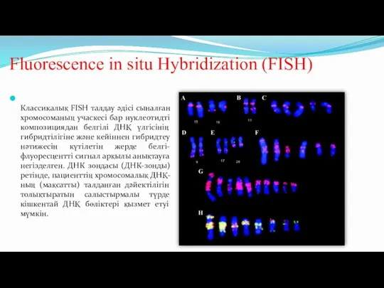 Fluorescence in situ Hybridization (FISH) Классикалық FISH талдау әдісі сыналған