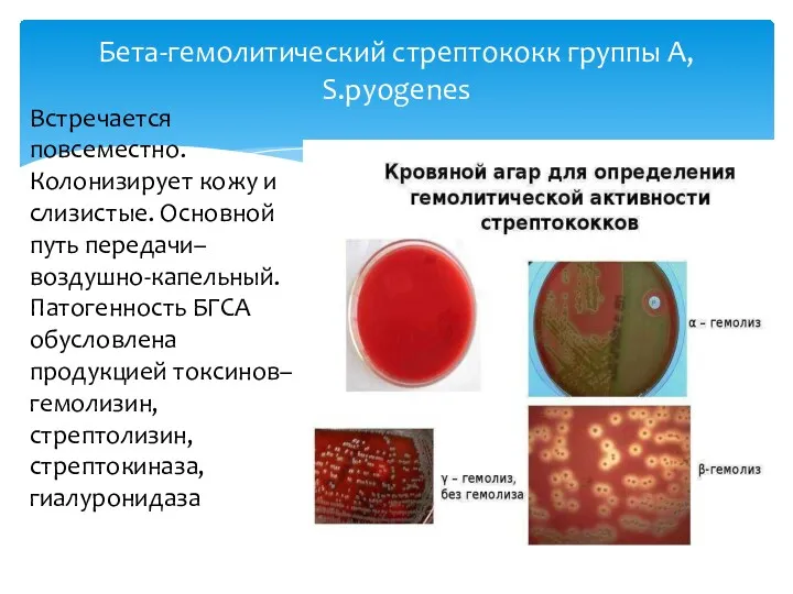 Бета-гемолитический стрептококк группы А, S.pyogenes Встречается повсеместно. Колонизирует кожу и