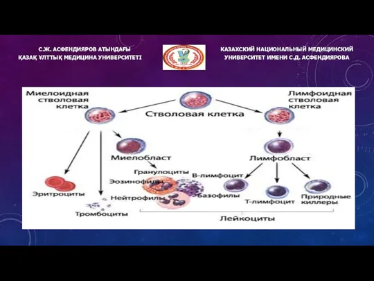 С.Ж. АСФЕНДИЯРОВ АТЫНДАҒЫ ҚАЗАҚ ҰЛТТЫҚ МЕДИЦИНА УНИВЕРСИТЕТІ КАЗАХСКИЙ НАЦИОНАЛЬНЫЙ МЕДИЦИНСКИЙ УНИВЕРСИТЕТ ИМЕНИ С.Д. АСФЕНДИЯРОВА