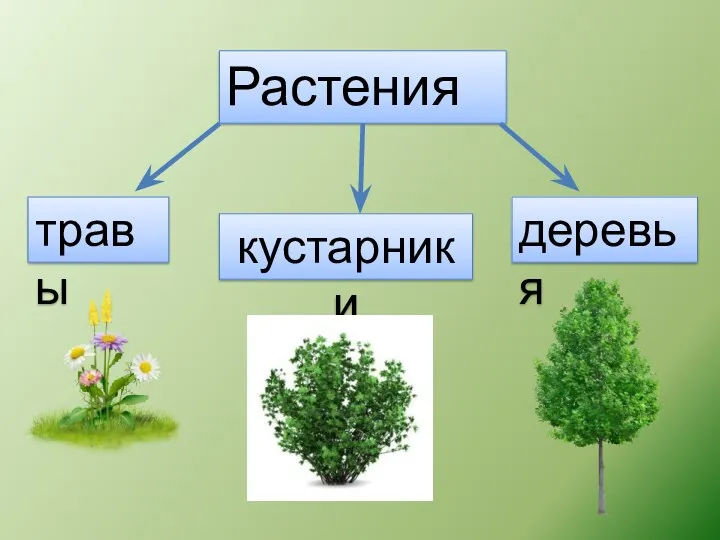 Растения травы кустарники деревья