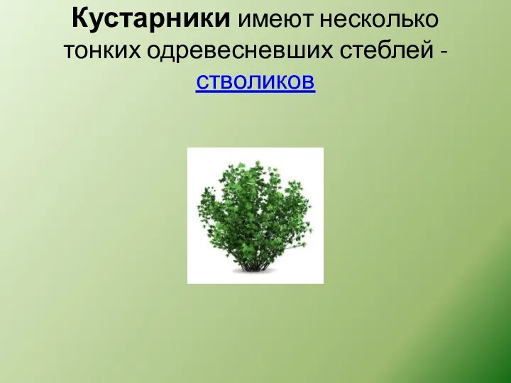 Кустарники имеют несколько тонких одревесневших стеблей - стволиков