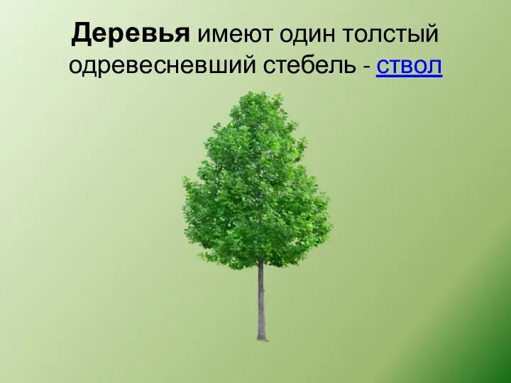 Деревья имеют один толстый одревесневший стебель - ствол