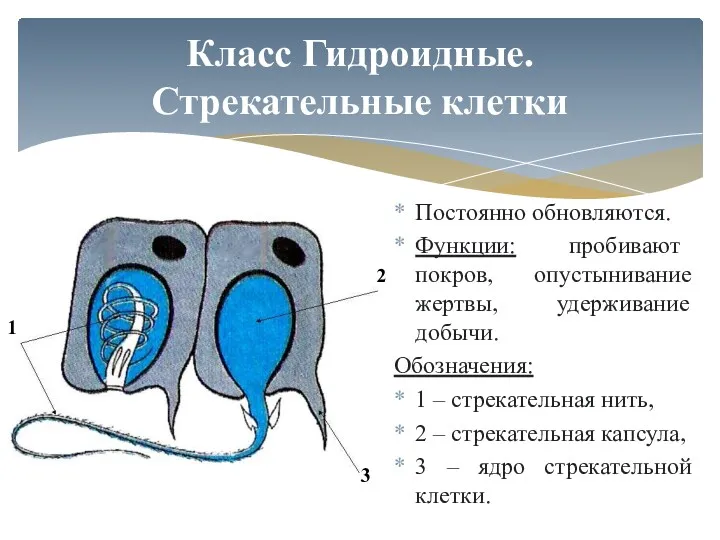 Постоянно обновляются. Функции: пробивают покров, опустынивание жертвы, удерживание добычи. Обозначения: