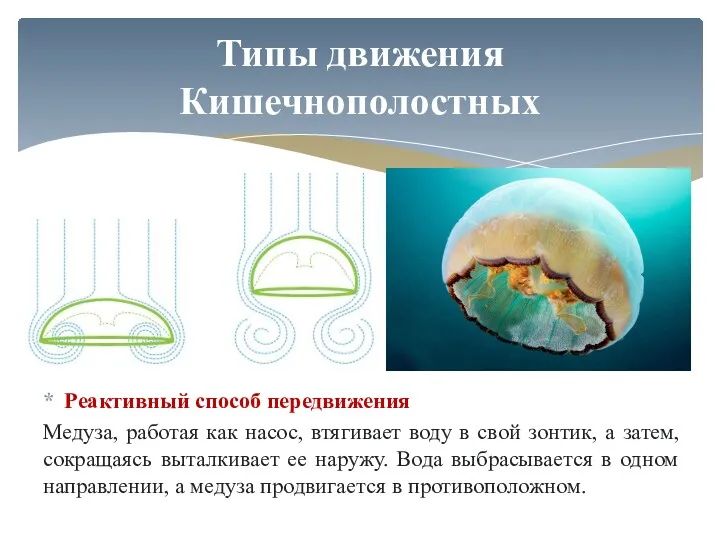 Реактивный способ передвижения Медуза, работая как насос, втягивает воду в