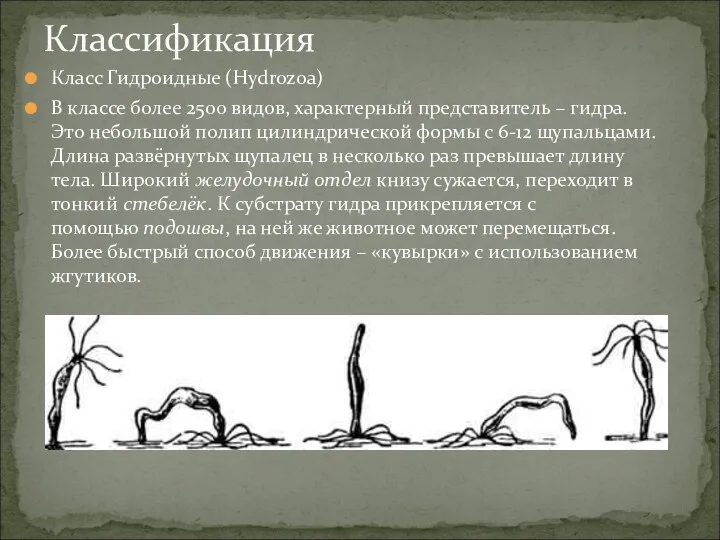 Класс Гидроидные (Hydrozoa) В классе более 2500 видов, характерный представитель