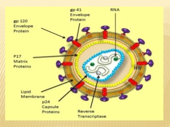 HIV