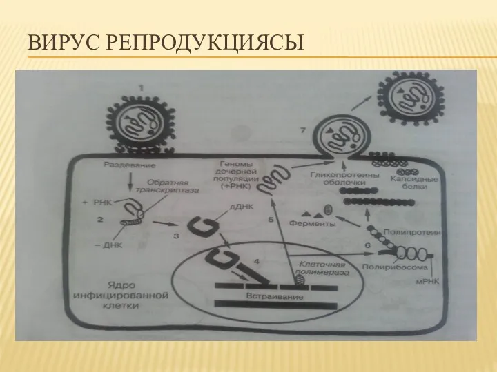 ВИРУС РЕПРОДУКЦИЯСЫ