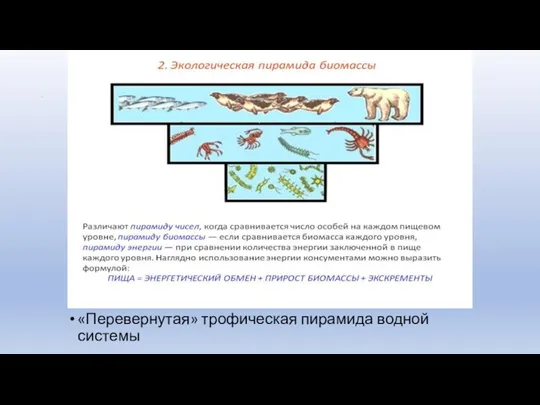 . «Перевернутая» трофическая пирамида водной системы