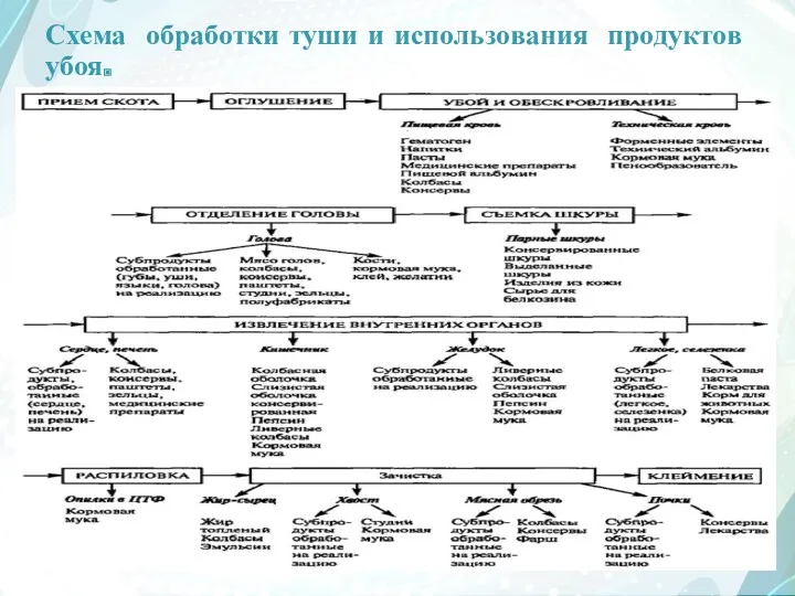 Схема обработки туши и использования продуктов убоя.