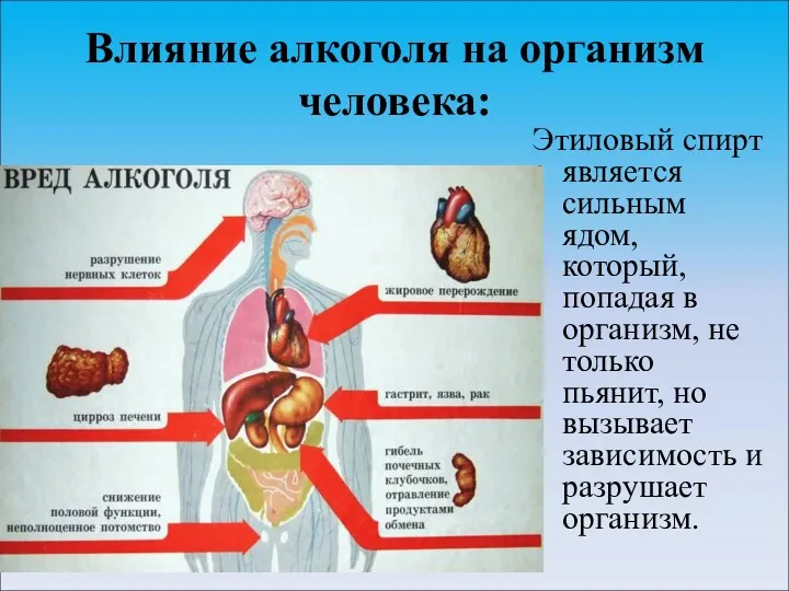 Влияние алкоголя на организм человека: Этиловый спирт является сильным ядом,