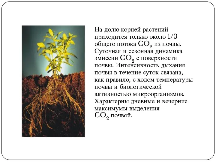 На долю корней растений приходится только около 1/3 общего потока CO2 из почвы.