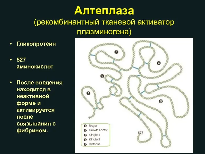 Алтеплаза (рекомбинантный тканевой активатор плазминогена) Гликопротеин 527 аминокислот После введения находится в неактивной