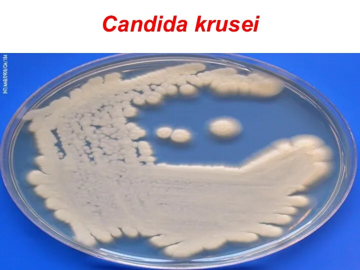 Candida krusei